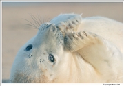 Grey Seal 2